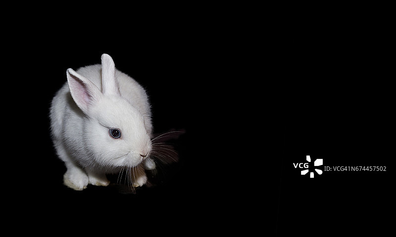 兔子被孤立在黑色背景上图片素材