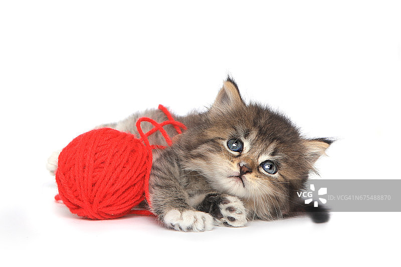 顽皮的小猫与红色的球纱线图片素材