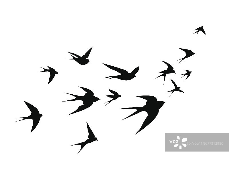 一群燕子飞了上来图片素材