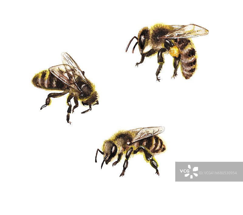 水彩蜜蜂在白色图片素材