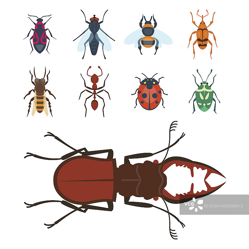 彩色昆虫图标孤立的野生动物翅膀细节夏季昆虫野生矢量插图图片素材