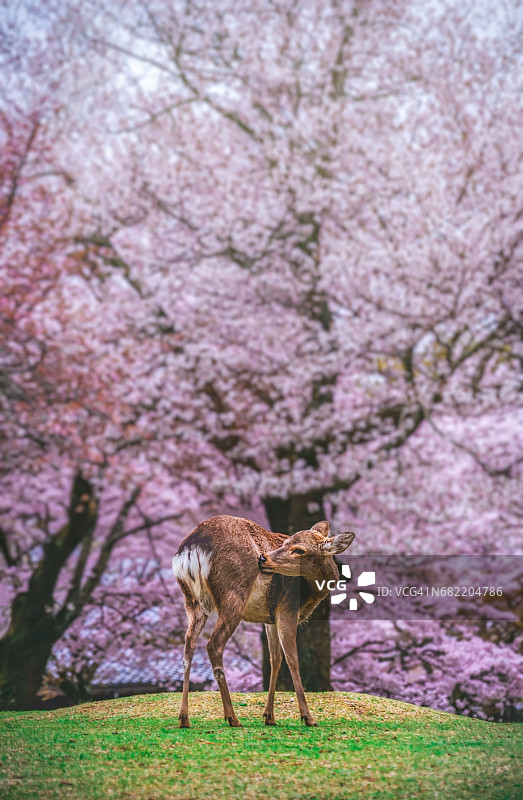 奈良公园图片素材