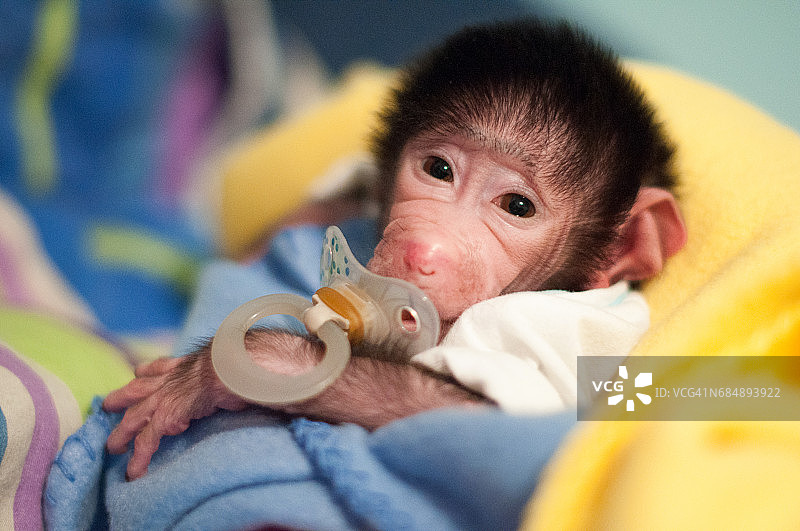 刚出生的狒狒用婴儿奶嘴图片素材