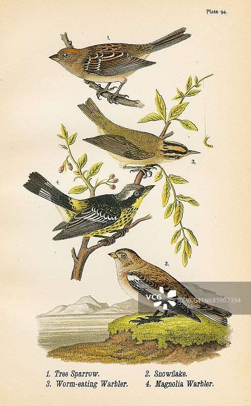 麻雀莺石版，1890年图片素材