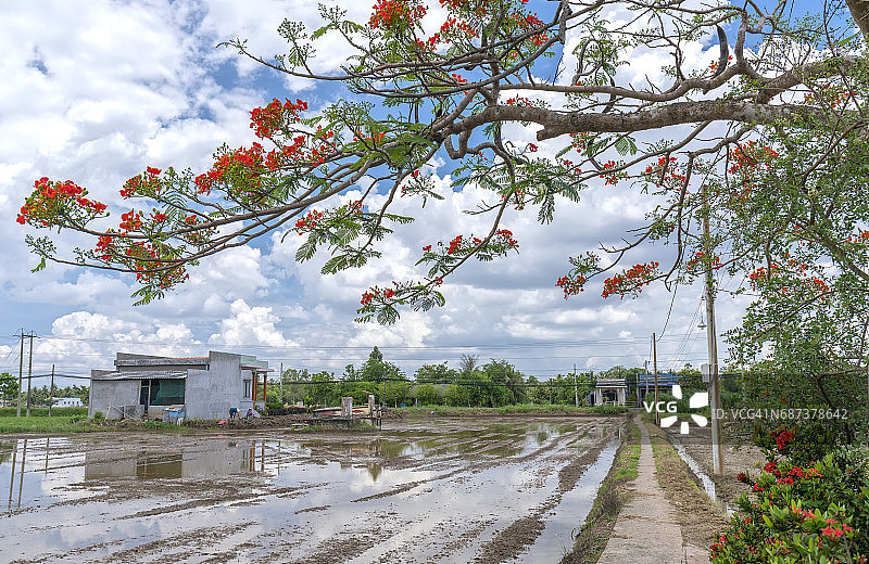 红色的皇家猩猩木花沿着路边的土地盛开图片素材