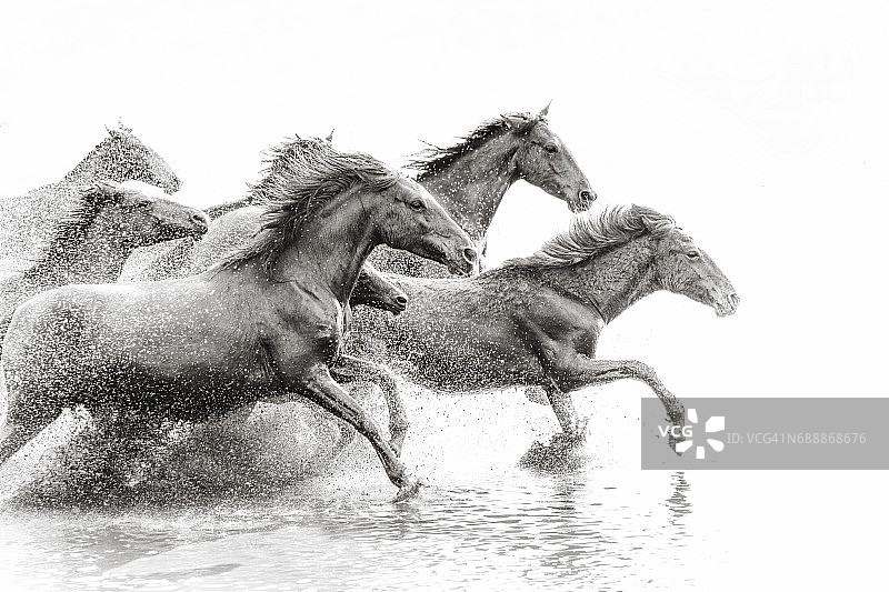 一群在水中奔跑的野马图片素材