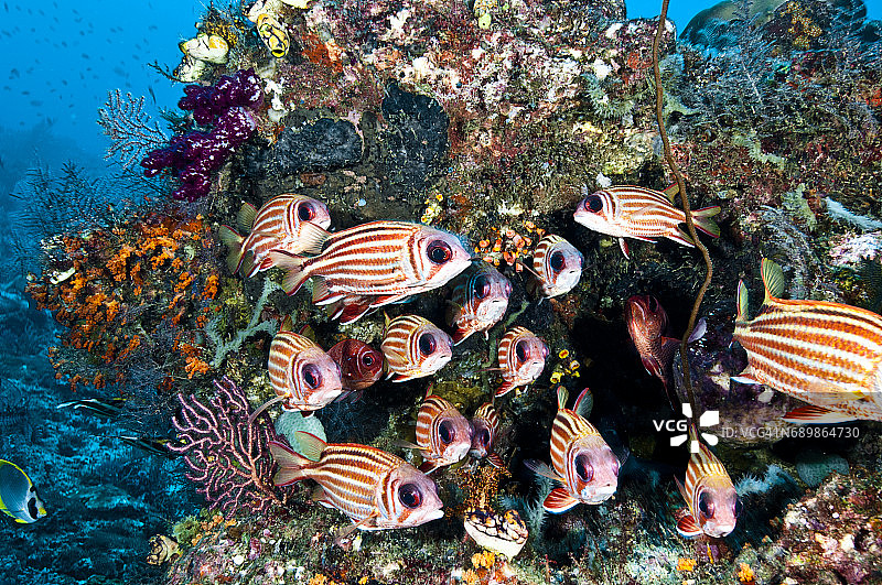 印度尼西亚西巴布亚岛拉贾安帕的海洋生物。图片素材