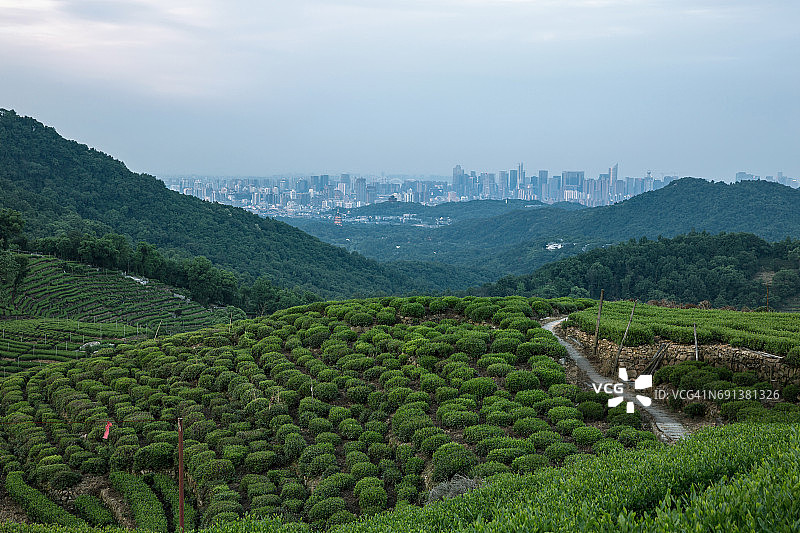 中国杭州，山腰上的茶园图片素材