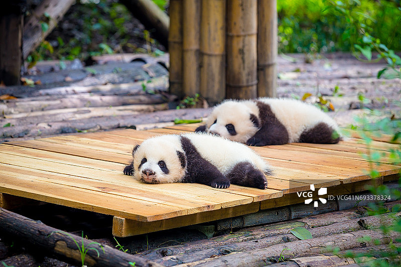 可爱的熊猫宝宝图片素材