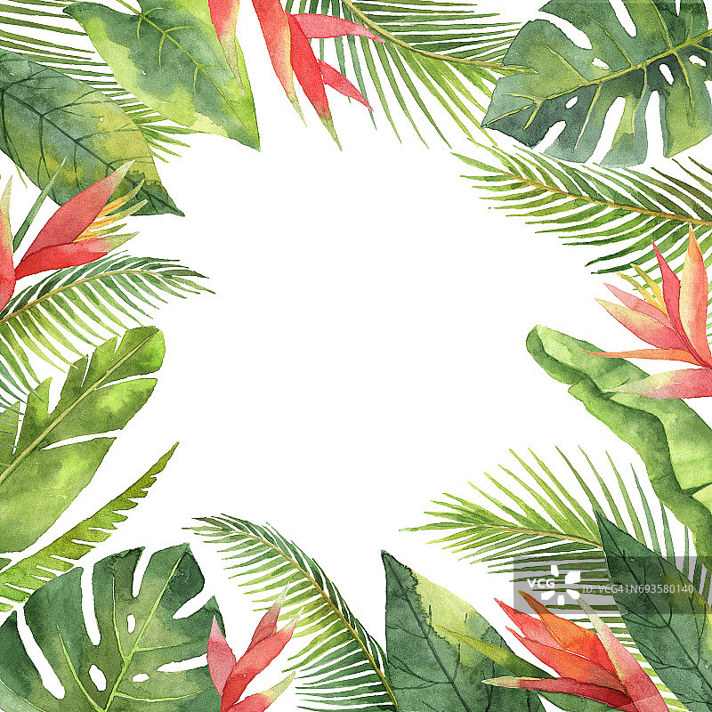 水彩框架的热带花和叶子孤立在白色的背景。图片素材