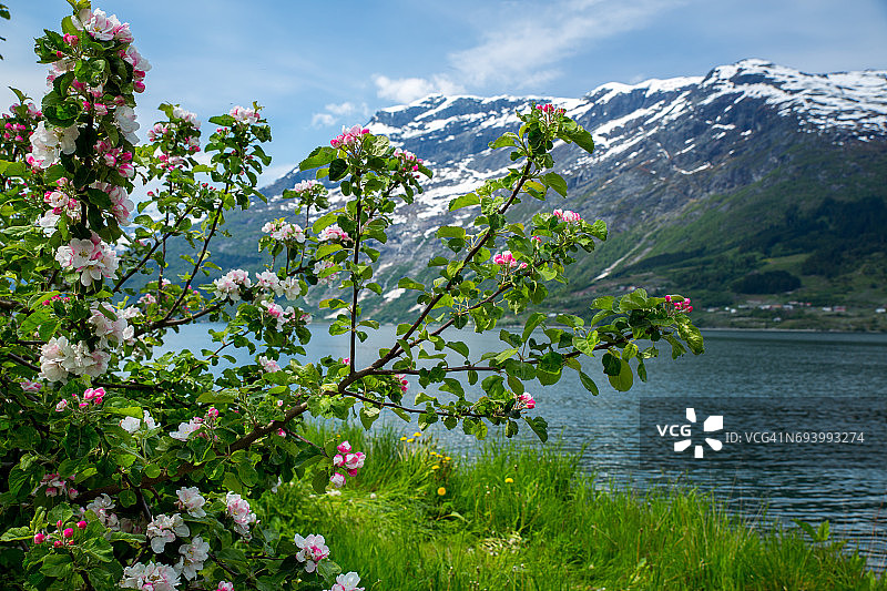 挪威的春天-开花的果树图片素材