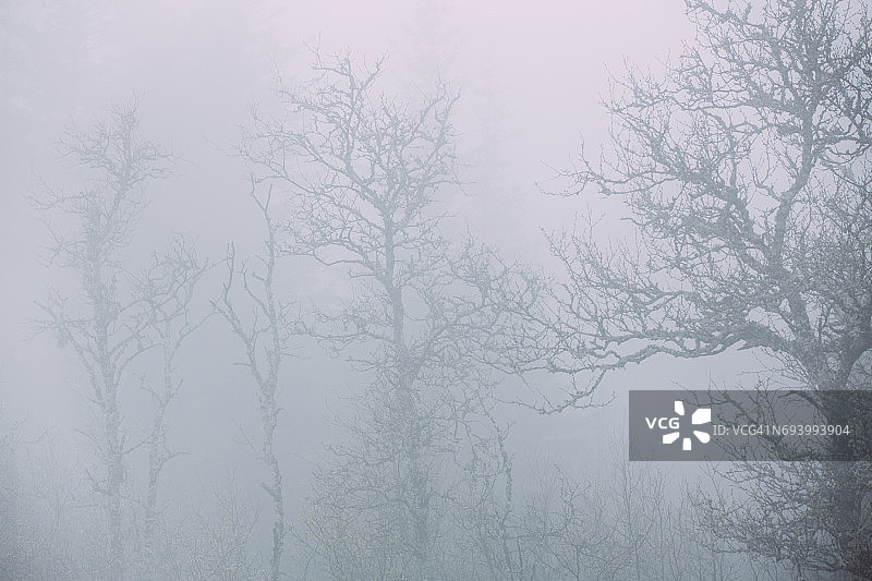 树被雾覆盖-挪威图片素材