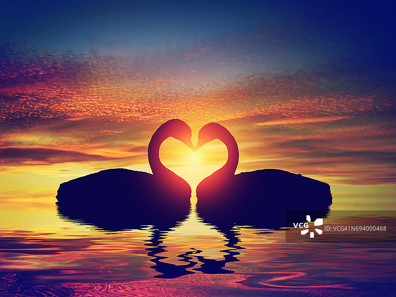 两只天鹅在日落时做一个心形。情人节# 39天图片素材