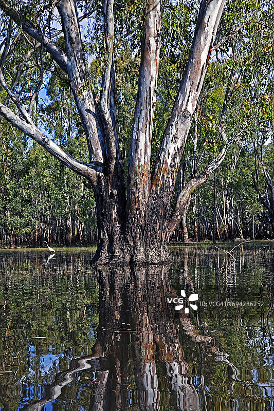 Barmah森林国家公园，维多利亚，澳大利亚图片素材