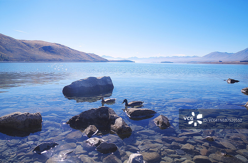 特卡波湖岩石和鸭子在水中，秋天的阳光图片素材