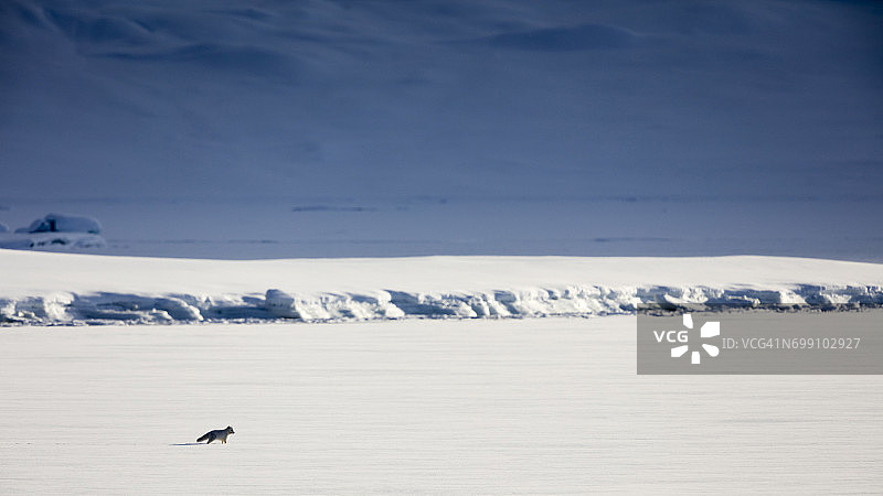 北极狐在广袤的北极，拉葛普斯群岛，斯匹茨卑尔根群岛，斯瓦尔巴特群岛图片素材