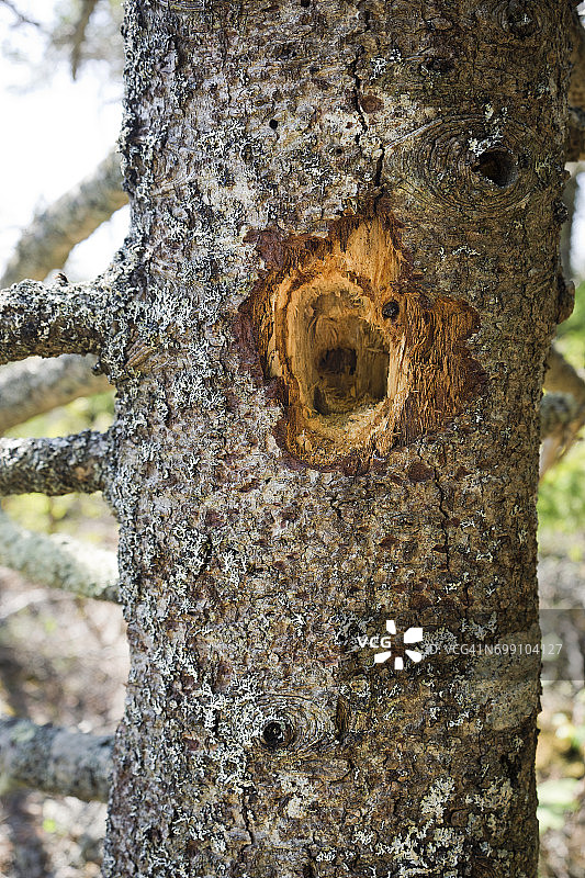 松树上的啄木鸟洞图片素材