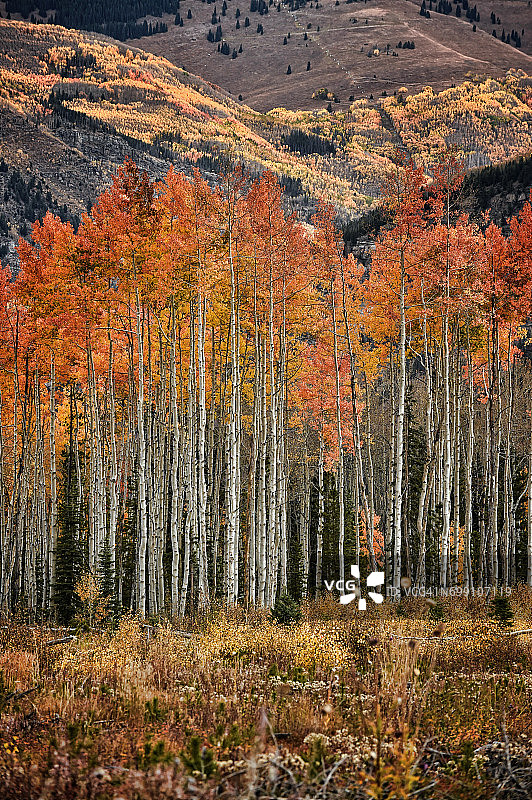 白河国家森林的秋色图片素材