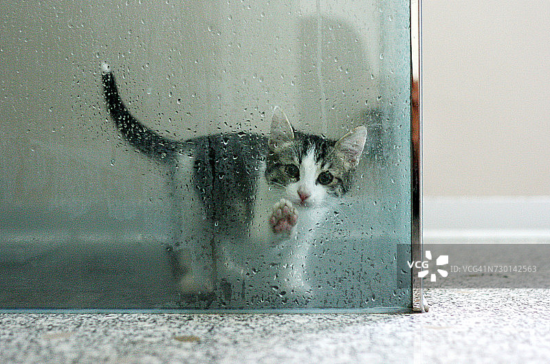 一只被困在淋湿的淋浴间的猫图片素材