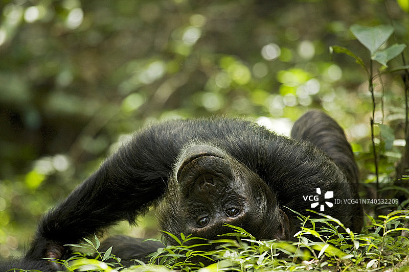 乌干达Kibale国家公园，Ngogo黑猩猩计划，一只年轻的雄性黑猩猩躺在森林小径上图片素材