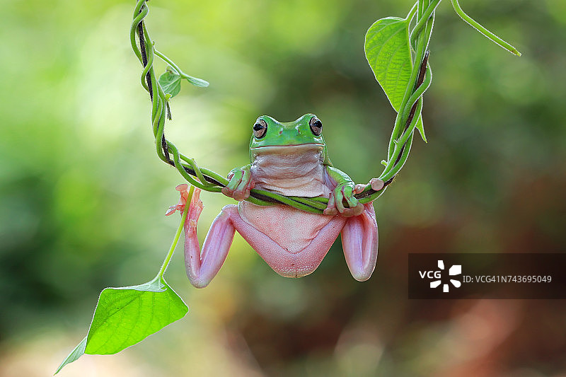 矮胖的青蛙坐在一棵植物上，印度尼西亚图片素材