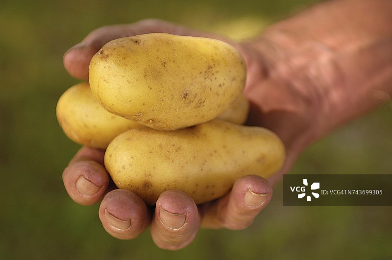 手牵着早熟的土豆(奥地利葡萄酒产区)图片素材