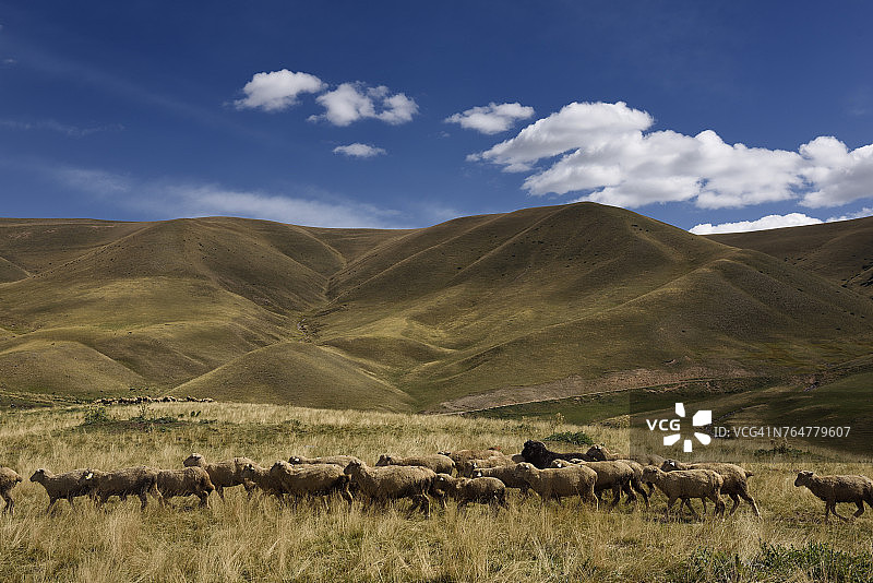 成群的绵羊在哈萨克斯坦的Assy Turgen高原上吃草图片素材