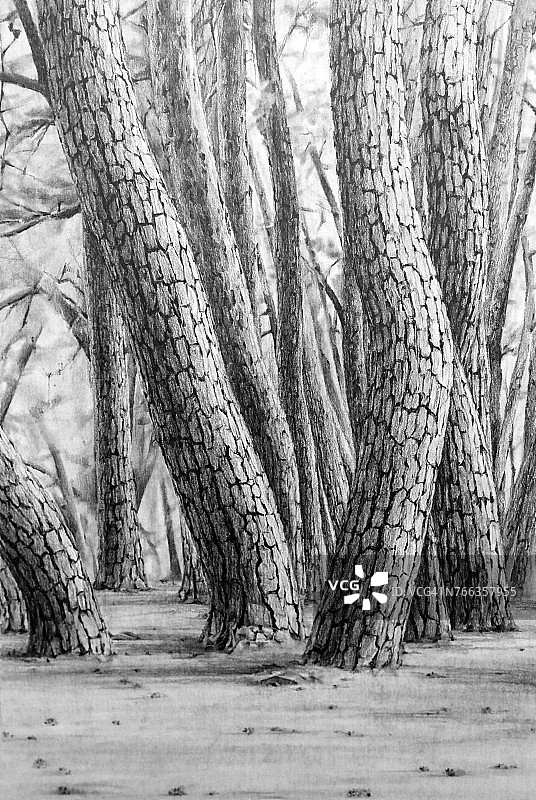 松树的铅笔画画图片素材