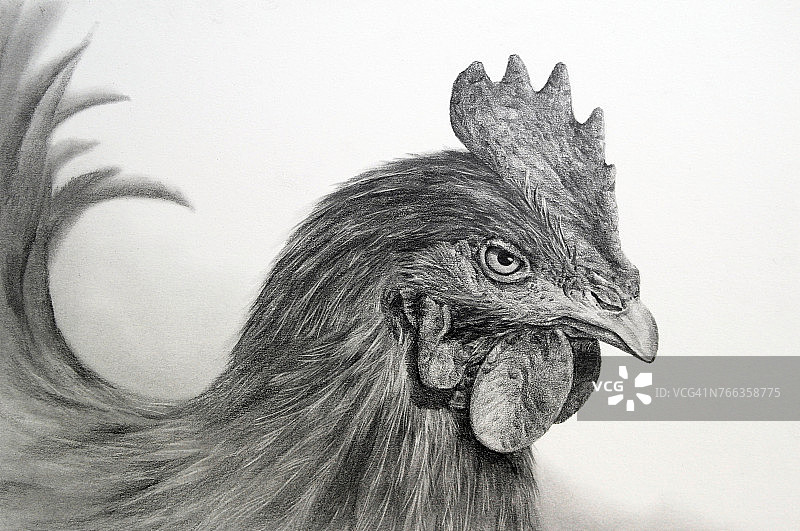 公鸡铅笔画画图片素材