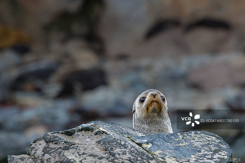 一只海豹在南乔治亚岛的岩石上探出头来图片素材