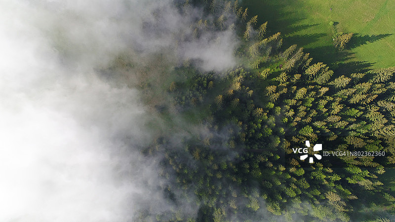 云层下的绿色森林的航拍图片素材