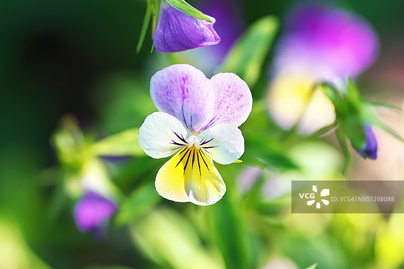 紫罗兰花，特写的三色中提琴在春天的花园图片素材