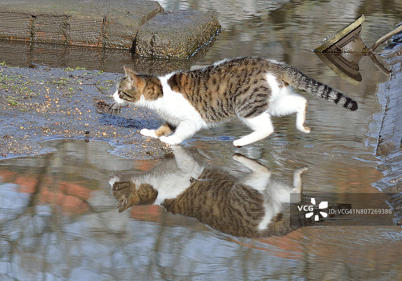 猫狩猎图片素材