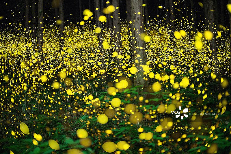 萤火虫让森林充满了自然的光芒。图片素材