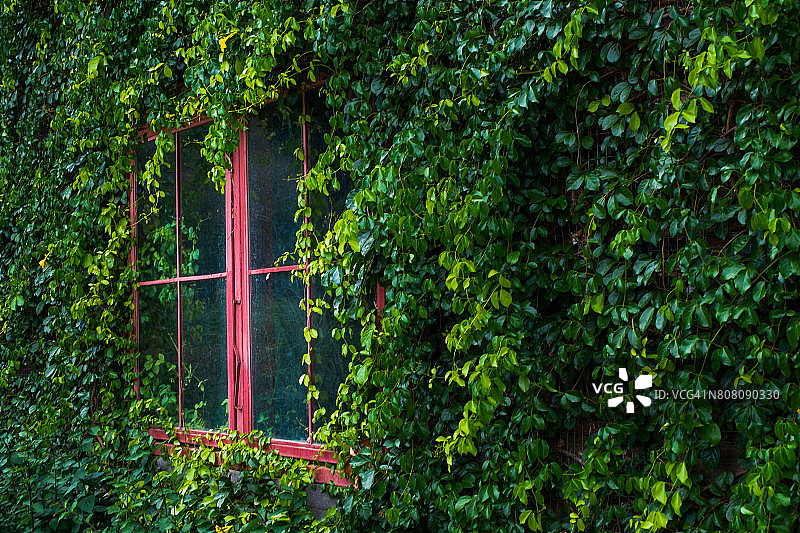 红色的窗户和美丽的植物墙图片素材