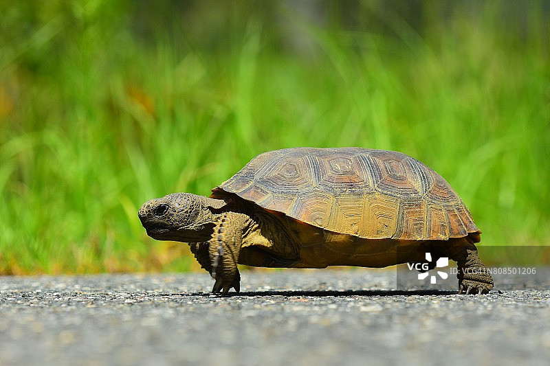 地面水平侧视图的地鼠乌龟走在柏油马路上图片素材