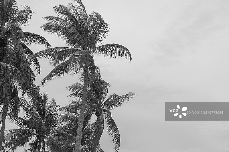 椰子树海滩风暴季风风户外图片素材