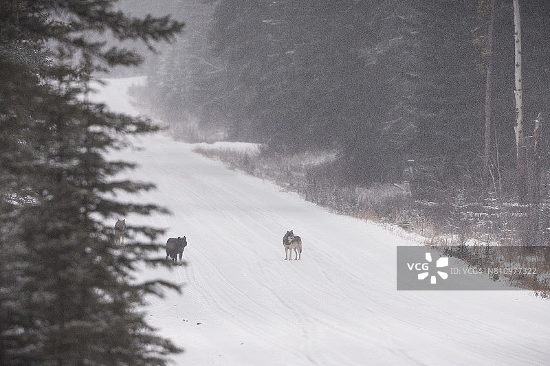 加拿大落基山脉的野狼，犬类狼疮图片素材