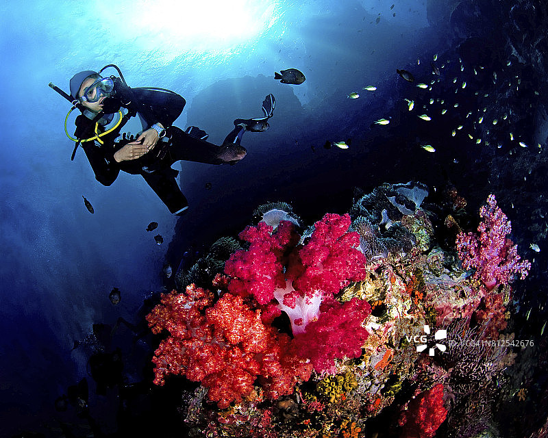 在黎塞留尖顶，一位女潜水员与色彩缤纷的软珊瑚礁图片素材