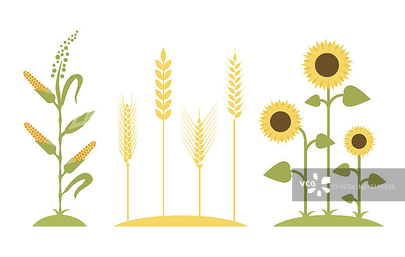 麦田。向日葵图标卡通。玉米树矢量插图。平面设计。农业符号。概念为有机产品标签、收获与农业、谷物、烘焙、健康食品。图片素材