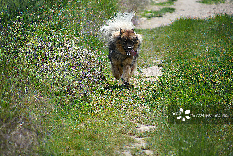 欧洲狗在法国奔跑图片素材