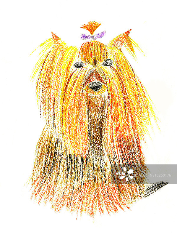小狗(红色和黄色的约克郡梗)，白色背景上有紫色的小弓。图片素材