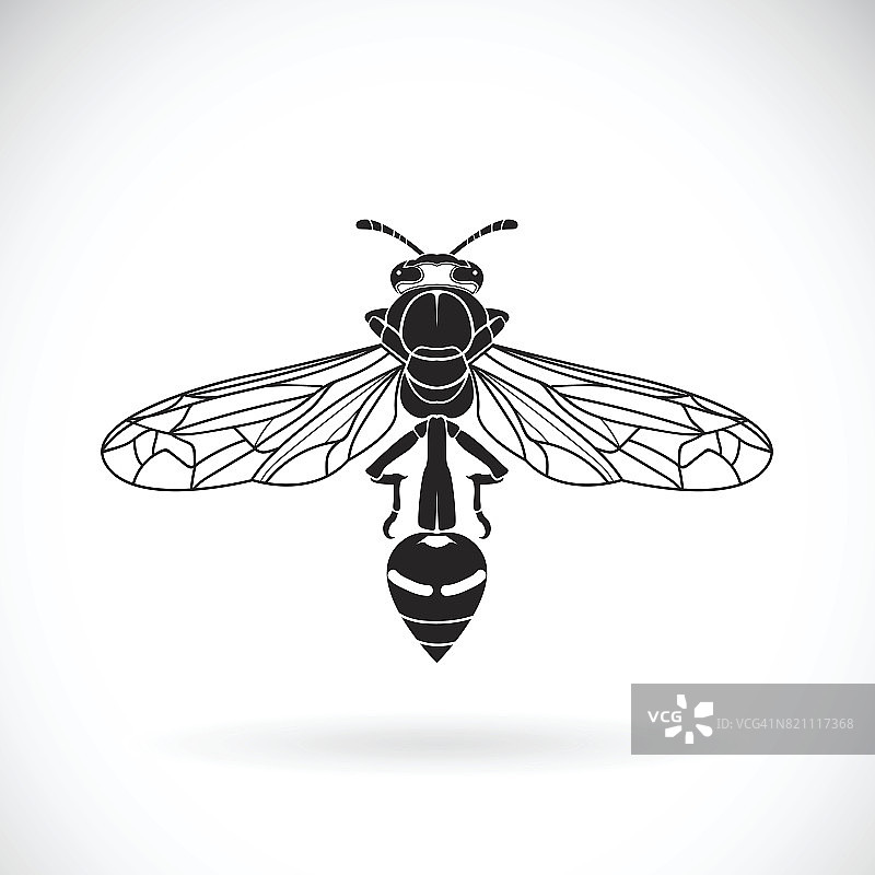 白色背景上的黄蜂矢量。昆虫的动物图片素材