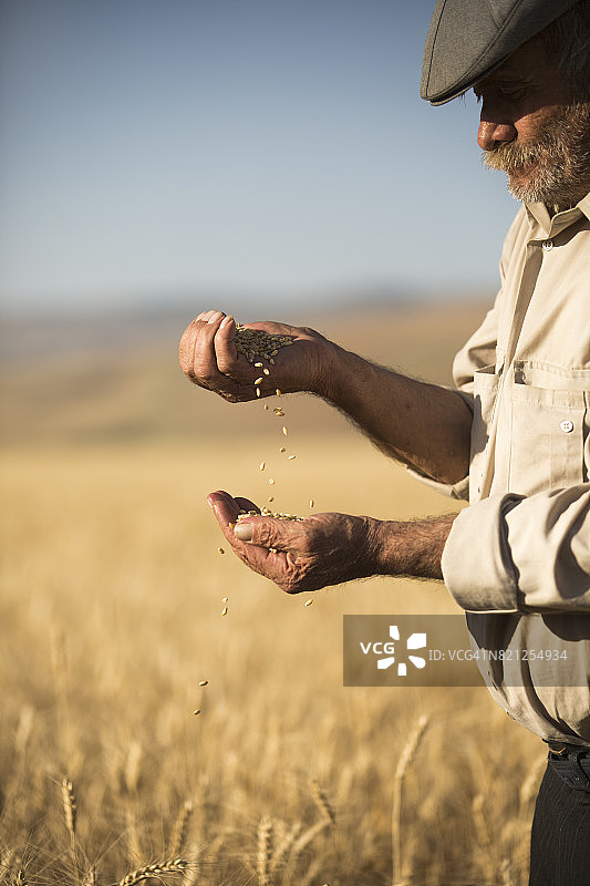 农民的手和小麦谷物图片素材