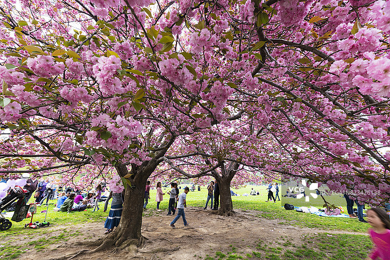 孩子们在纽约大草坪中央公园盛开的樱花树下玩耍。图片素材