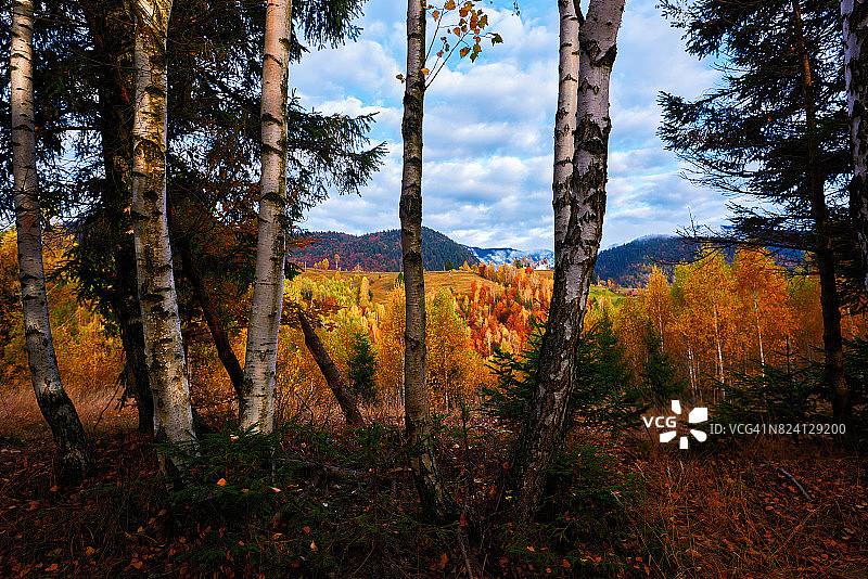 秋日的树木图片素材