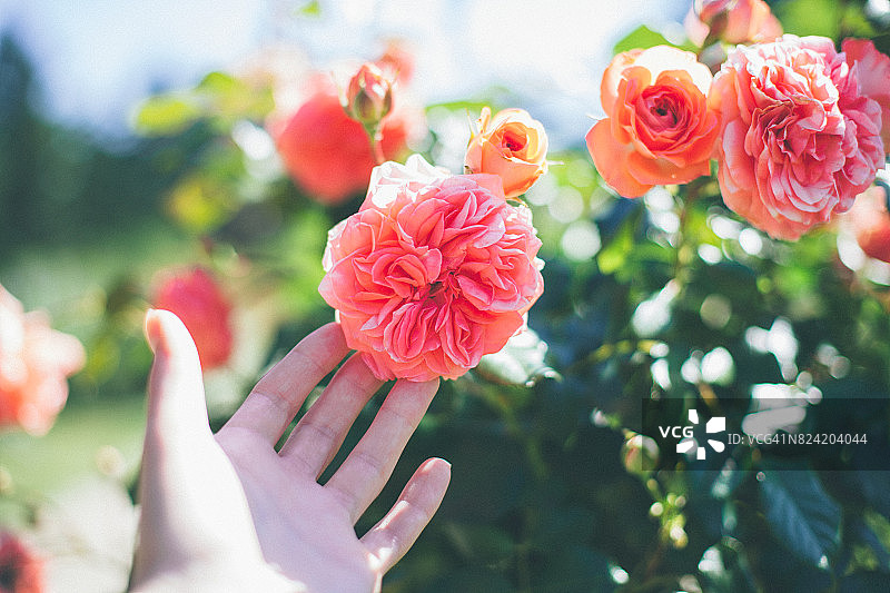年轻女子的手捧着美丽的粉红色玫瑰在夏天的花园图片素材