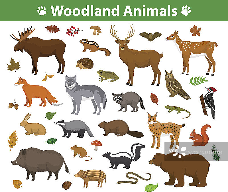 林地森林动物收藏包括鹿、熊、猫头鹰、野猪、猞猁、松鼠、啄木鸟、獾、海狸、臭鼬、刺猬图片素材