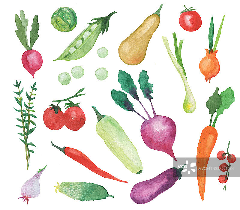 集手绘水彩蔬菜孤立在白色背景图片素材