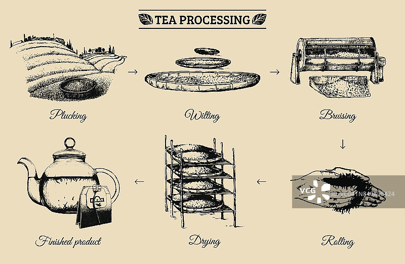 矢量信息图与插图的茶叶加工。原汁原味茶叶制作手绘图图片素材